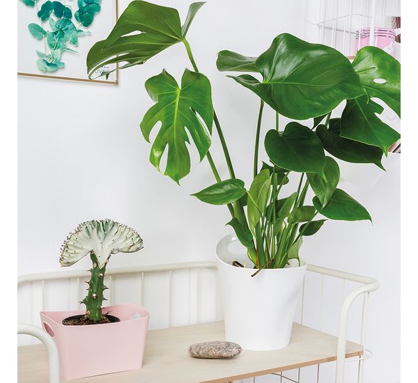 Контейнер для хранения Boxxx, 1 л, черный, Koziol, изображение 2