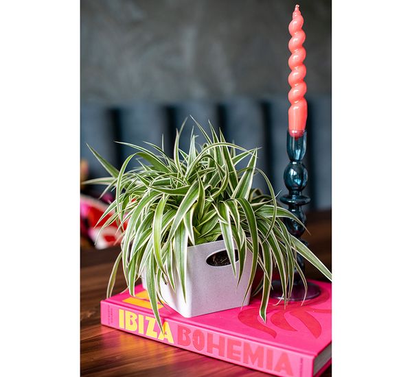 Контейнер для хранения Boxxx, 1 л, черный, Koziol, изображение 7